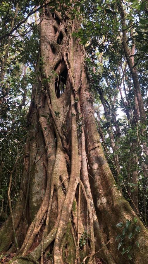 Cantos Del Bosque Monteverde Exteriör bild